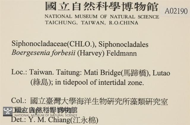 曲玉藻, 香蕉菜, 玉茄藻藏品圖，第2張