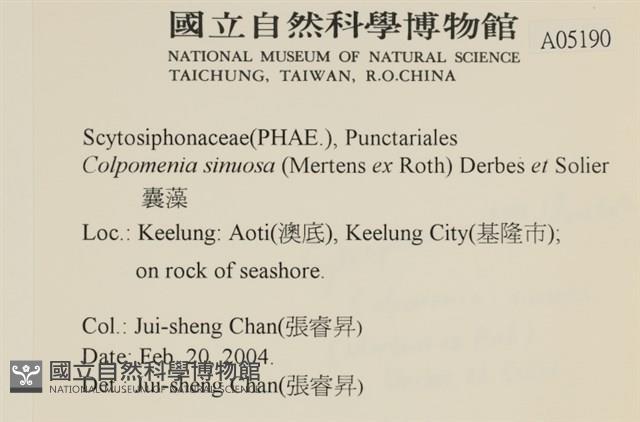 袋苔, 囊藻藏品圖，第2張