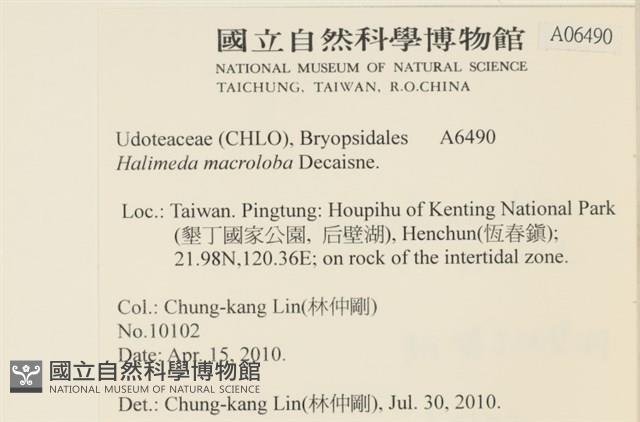 大葉海仙人掌, 大葉仙掌藻藏品圖，第2張