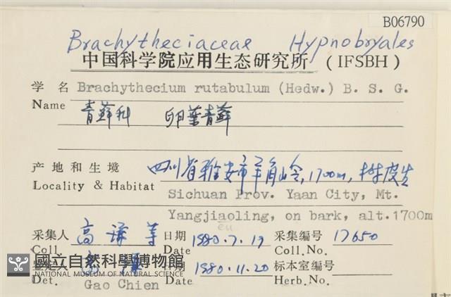 卵葉青蘚藏品圖，第2張