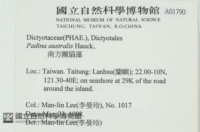 南方團扇藻藏品圖，第2張