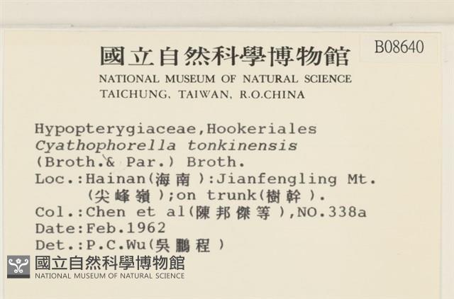 粗齒雉尾蘚藏品圖，第2張