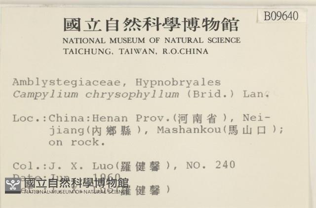 黃葉細濕蘚藏品圖，第2張