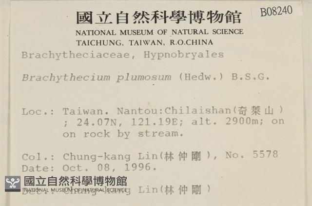 羽枝青蘚藏品圖，第2張