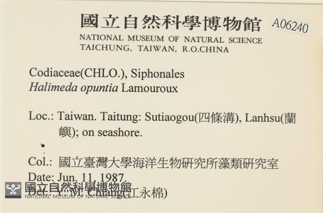 仙掌藻, 海仙人掌藏品圖，第2張