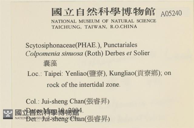 袋苔, 囊藻藏品圖，第2張