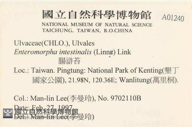 腸滸苔, 河石髮藏品圖，第2張