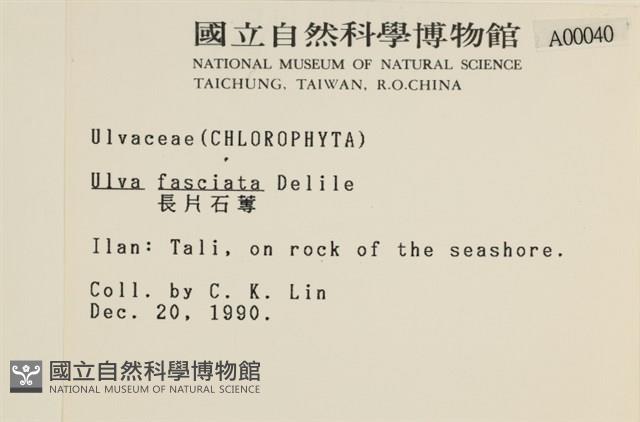 長片石蓴, 裂片石蓴藏品圖，第2張