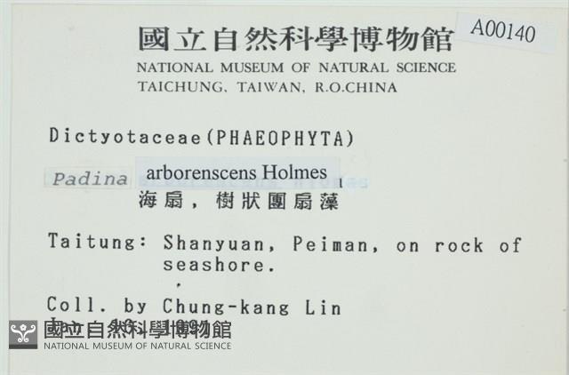 樹狀團扇藻藏品圖，第2張