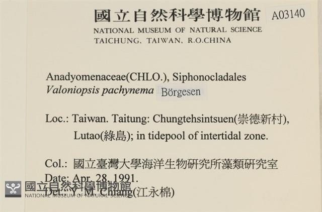 指枝藻藏品圖，第2張