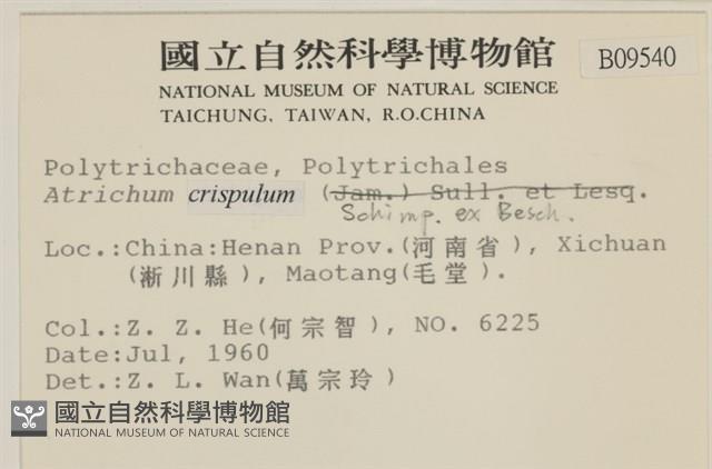 卷葉仙鶴蘚藏品圖，第2張