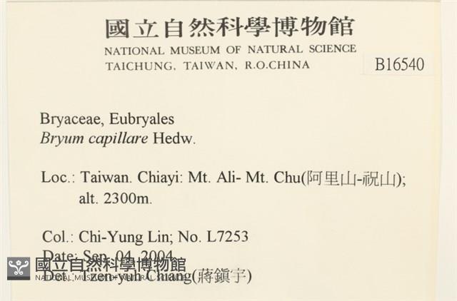 細葉真蘚藏品圖，第2張