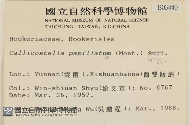 強肋蘚藏品圖，第2張