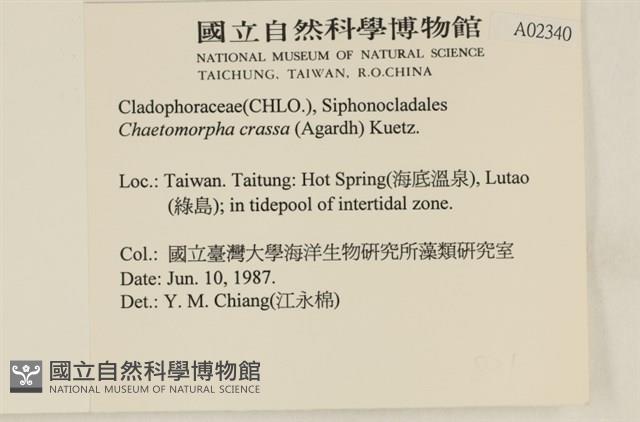 粗硬毛藻, 綠苔藏品圖，第2張