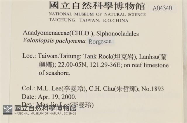 指枝藻藏品圖，第2張