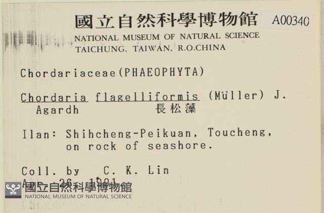 長松藻藏品圖，第2張