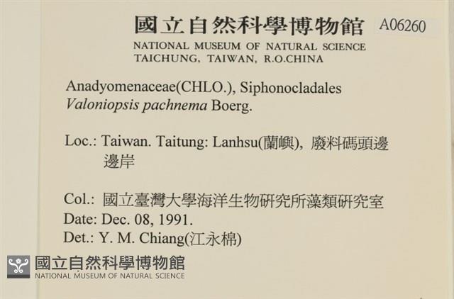 指枝藻藏品圖，第2張