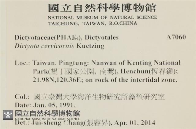 鹿角網地藻藏品圖，第2張