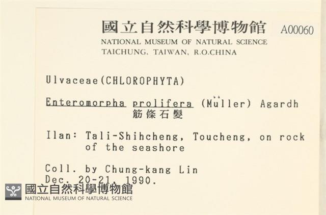 筋條石髮藏品圖，第2張