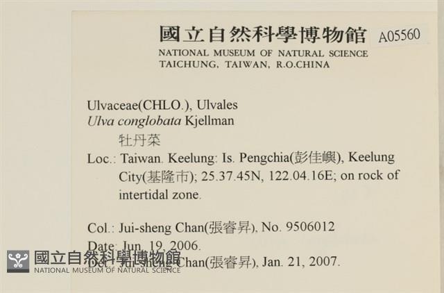 茶花石蓴, 牡丹菜藏品圖，第2張