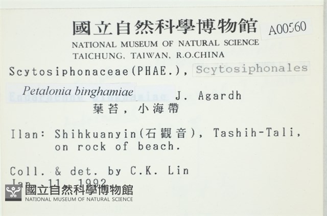 葉苔, 小海帶藏品圖，第2張