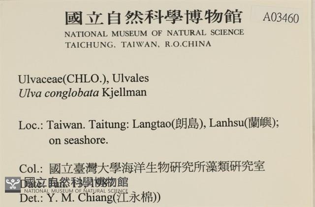 茶花石蓴, 牡丹菜藏品圖，第2張