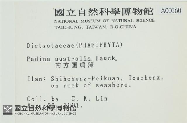 南方團扇藻藏品圖，第2張