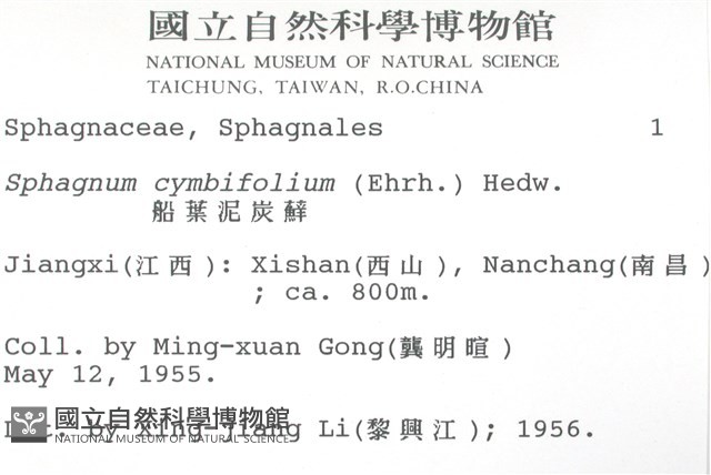 船葉泥炭蘚藏品圖，第2張