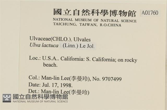 大石蓴, 石蓴藏品圖，第2張
