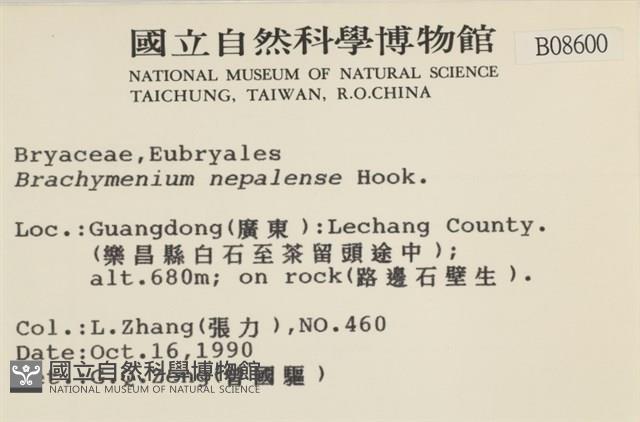 那霸短月蘚藏品圖，第2張