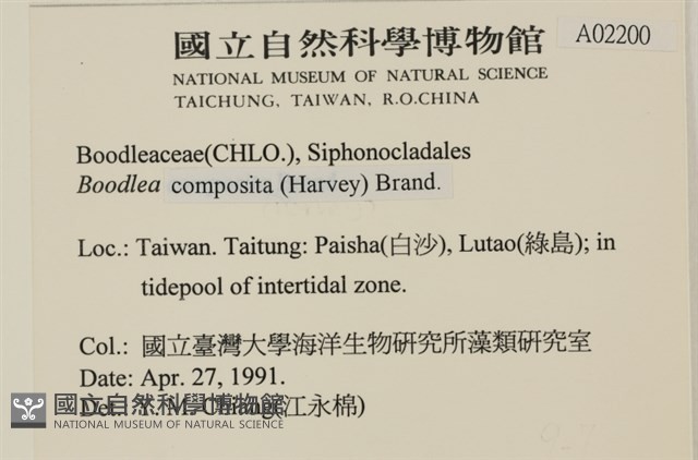 布氏藻藏品圖，第2張
