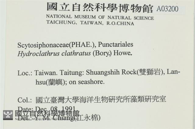 網胰藻藏品圖，第2張