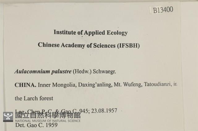 沼澤皺蒴蘚藏品圖，第2張