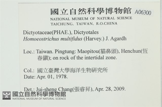 多扇藻藏品圖，第2張
