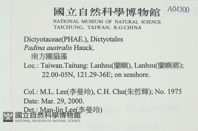 南方團扇藻藏品圖，第2張