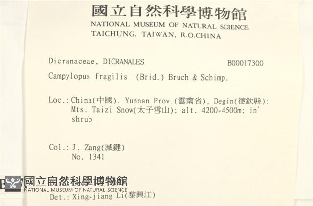 脆枝曲柄蘚藏品圖，第2張