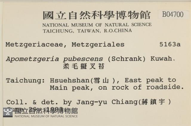 毛擬叉苔藏品圖，第2張