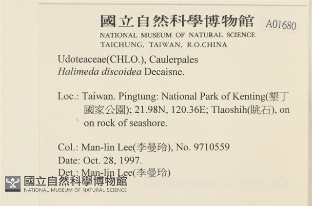 盤狀仙掌藻藏品圖，第2張