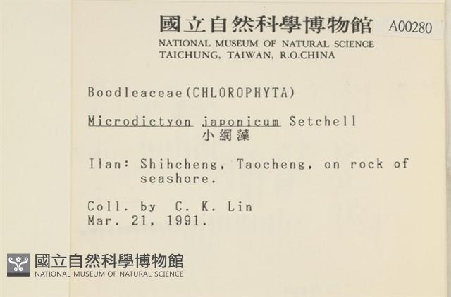 小網藻, 日本小網藻藏品圖，第2張