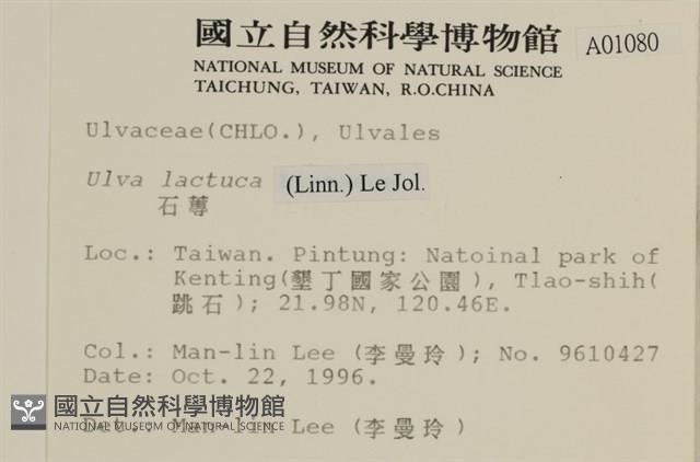 大石蓴, 石蓴藏品圖，第2張