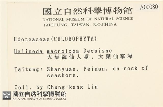 大葉海仙人掌, 大葉仙掌藻藏品圖，第2張