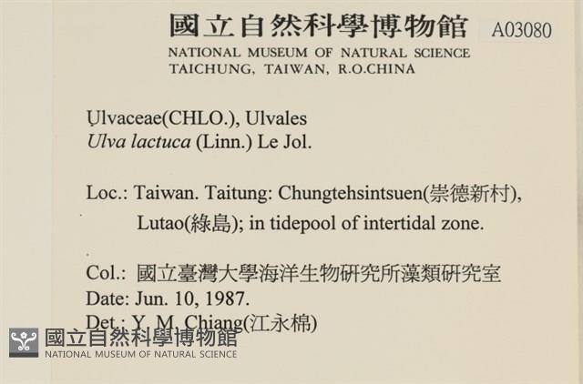 大石蓴, 石蓴藏品圖，第2張