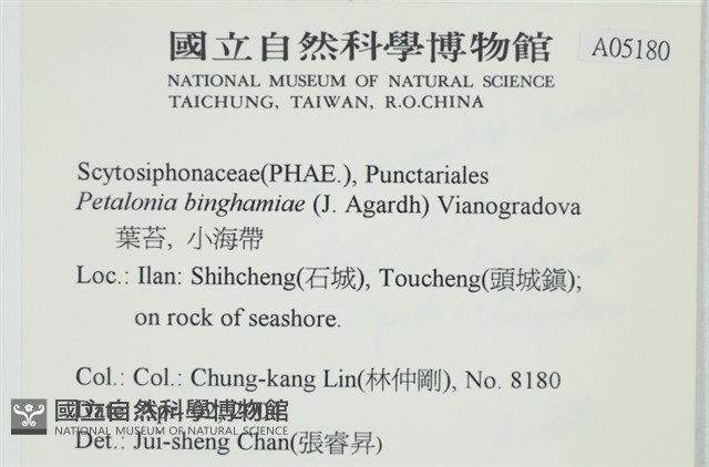 葉苔, 小海帶藏品圖，第2張