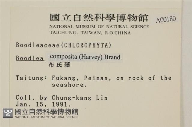 布氏藻藏品圖，第2張