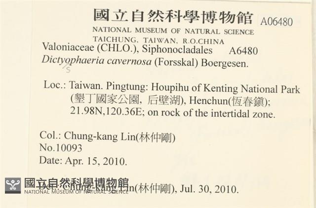 網球藻藏品圖，第2張