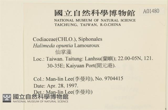 仙掌藻, 海仙人掌藏品圖，第2張