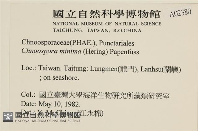 小毛孢藻, 小鹿角苔藏品圖，第2張