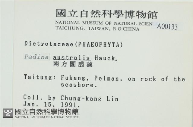 南方團扇藻藏品圖，第2張