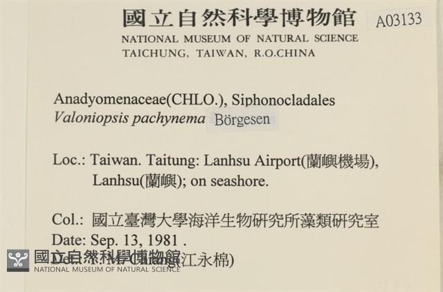 指枝藻藏品圖，第2張