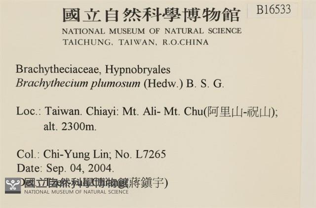 羽枝青蘚藏品圖，第2張